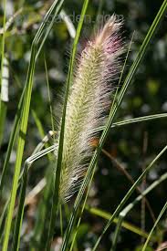 With a height more like groundcover, this fountain grass looks beautiful grown in masses. Plantfiles Pictures Cenchrus Black Flowered Fountain Grass Black Seeded Fountain Grass Moudry Cenchrus Alopecuroides By Philomel