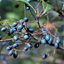 Maybe you would like to learn more about one of these? Elaeocarpus Reticulatus Growing Native Plants