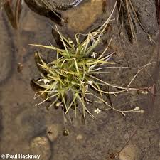 Image result for Subularia