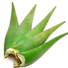Image result for Aloe