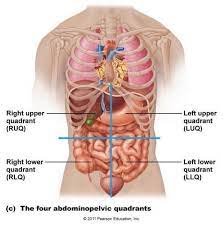 Both lungs have oblique fissure and the right is further divided by a transverse fissure. Anatomy Under Ribs Human Anatomy