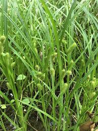 Image result for Carex angolensis