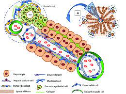 Liver cells, or hepatocytes, have direct access to the liver's blood supply through small capillaries. Liver Structure And Hepatic Fibrogenic Cells The Liver Consists Of Download Scientific Diagram