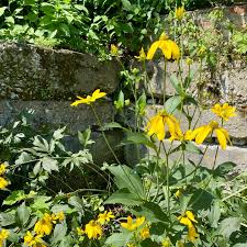 Image result for Rudbeckia laciniata
