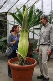 Titan Arum Amorphophallus Titanum To Bloom At Cornell University Amorphophallus Titanum Titan Arum Corpse Flower