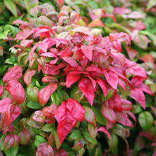 Maybe you would like to learn more about one of these? Firepower Dwarf Nandina Ornamental Shrub Live Plant Heavenly Bamboo Top Seller For Sale Online Ebay