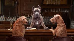 Fromm family foods large breed puppy gold dry dog food. Large Breed Adult Dog Food Fromm Family Foods