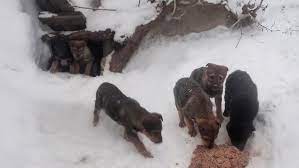 From underground, the puppies lined up to beg timidly when their mom was  away - YouTube