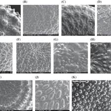 Check spelling or type a new query. Pdf Diversification Of Portulaca Oleracea L Complex In The Italian Peninsula And Adjacent Islands