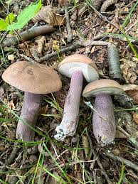 Image result for Boletus separans
