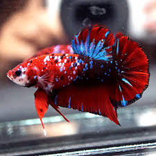 Live Betta Fish Huge 1 7 Inches Super Red Koi Galaxy Halfmoon Plakat Male 485 Betta Fish Betta Betta Aquarium