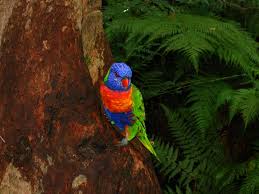 Image result for beautiful photos of the rainforest