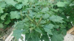 Image result for Amaranthus spinosus