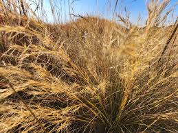 Image result for Aristida meridionalis