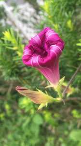 Обучение английскому по фильмам и сериалам. Morning Glory A Poem By Vaishali Paliwal Blue Insights Medium