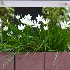 Image result for Zephyranthes candida