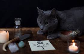 Cats can seem like magical creatures who conjure up images of smoking cauldrons, flying witches and other spooky cat names. Magical Cat Names For Your Mystical Feline Lovetoknow