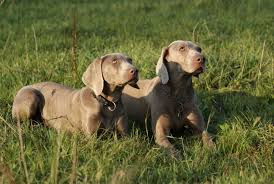 Image result for výmarský krátkosrstý ohař