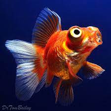 Where can i buy a butterfly eye goldfish? Telescope Goldfish For Sale Aquariumfish Net