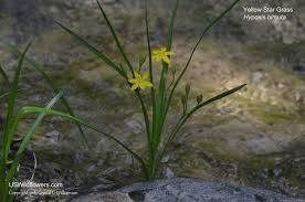Image result for Hypoxis urceolata