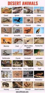 Desert Animals List Of 35 Best Animals That Live In The Desert With Esl Picture Esl Forums Desert Animals List Of Animals Animals Name In English