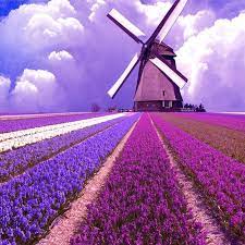 حقل الخزامى صور الطبيعة السماء الخلفية dutch windmills windmill diamond painting