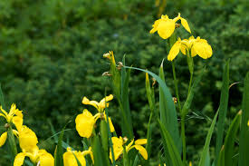Check spelling or type a new query. 25 Yellow Flowers For Gardens Perennials Annuals With Yellow Blossoms