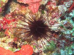 Centrostephanus Longispinus Hatpin Urchin Atlantis Gozo Urchin Gozo Marine Life