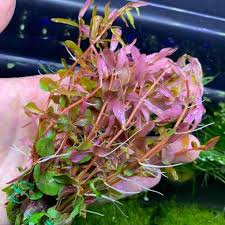 Image result for Rotala fontinalis