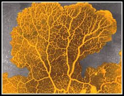 It's 5 hours worth of growth. Slime Mold Photos