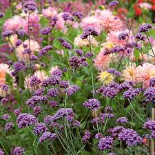 Image result for Verbena × teasii