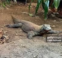 2.050 Komodo Varaan Stock Photos, High-Res Pictures, and ...