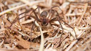 And not in vain has it got its name, as it is both brown and reclusive. How To Get Rid Of Brown Recluse Spiders Before They Get Rid Of You