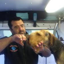 Any pet owner understands that owning one isn't just about keeping it around the house and feeding it around dinner petsmart grooming prices are relatively affordable, you can adopt pets or buy them, and there is often a reliable veterinarian at the pet hospital for all. Eds Tails Mobile Dog Wash