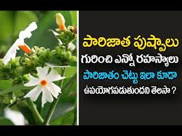 Free for commercial use no attribution required high quality images. à°ª à°° à° à°¤ à°ª à°· à°ª à°² à° à°° à° à°® à° à°¤ à°² à°¯à°¨ à°°à°¹à°¸ à°¯ à°² Parijat Plant Benefits In Telugu Parijatha Flower Youtube