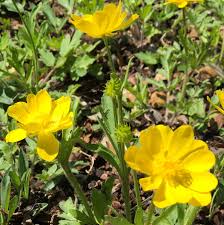 These yellow flowers promise to put some pep in your garden. Texas Hill Country Wildflower Identification Guide