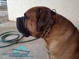 Order Herm Sprenger Dog Prong Collar Mastiff Collars
