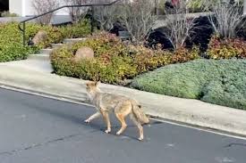 Coyotes in north carolina look similar to red wolves, but coyotes are smaller, have pointed and erect ears, and long slender snouts. Dna Points To Single Coyote In Series Of Attacks In California The New York Times