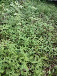 Image result for Phyllanthus tsetserrae
