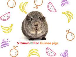 Every day, guinea pigs need much vitamin c because the lack of this vitamin can cause scurvy, which is a potentially fatal condition. Vitamin C For Guinea Pigs Requirement Food Suggestion More Guinea Pig 101