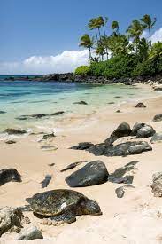 The 5 Most Beautiful Scenic Wonders Of Oahu Turtle Beach Oahu Hawaii Vacation North Shore Oahu
