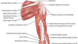 Human muscle system, the muscles of the human body that work the skeletal system, that are under voluntary control, and that are concerned with the following sections provide a basic framework for the understanding of gross human muscular anatomy, with descriptions of the large muscle groups. Arm Definition Bones Muscles Facts Britannica