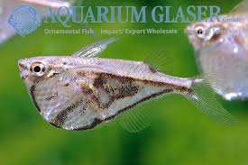 Image result for Striga hallaei