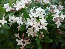 Find help & information on daphne × transatlantica eternal fragrance = 'blafra' (pbr) daphne eternal fragrance from the rhs Buy Daphne Daphne Transatlantica Eternal Fragrance Blafra Pbr 19 99 Delivery By Crocus