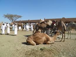 We every year sacrifice the animals in path of allah this video is not for the. Pin On Publishing Work