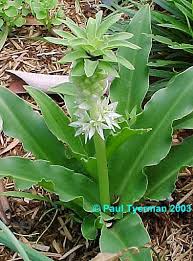 Image result for Eucomis autumnalis