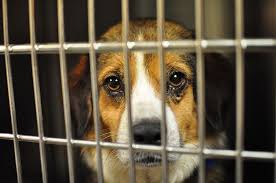 Now we know that the sum of all sold animals is 500 = 2c + c + 4c + 3c if the total number of pets the store sold in march and april combined was 500, how many dogs did the store sell in march? White Wolf New Jersey New Law Pet Stores Can Sell Only Rescue Animals