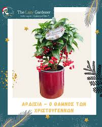 Image result for Ardisia staudtii