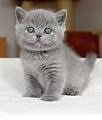British Shorthair Kittens – kittens for sale