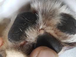 Hi Our Dog As A Small White Lump On Her Pad Which I Believe Is Causing Her To Limp We Have Taken Her To The Vets And Were Told It S Petcoach